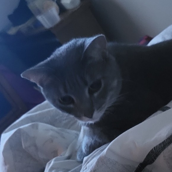 Meet your Posher, Hansome - Picture 1 of 1